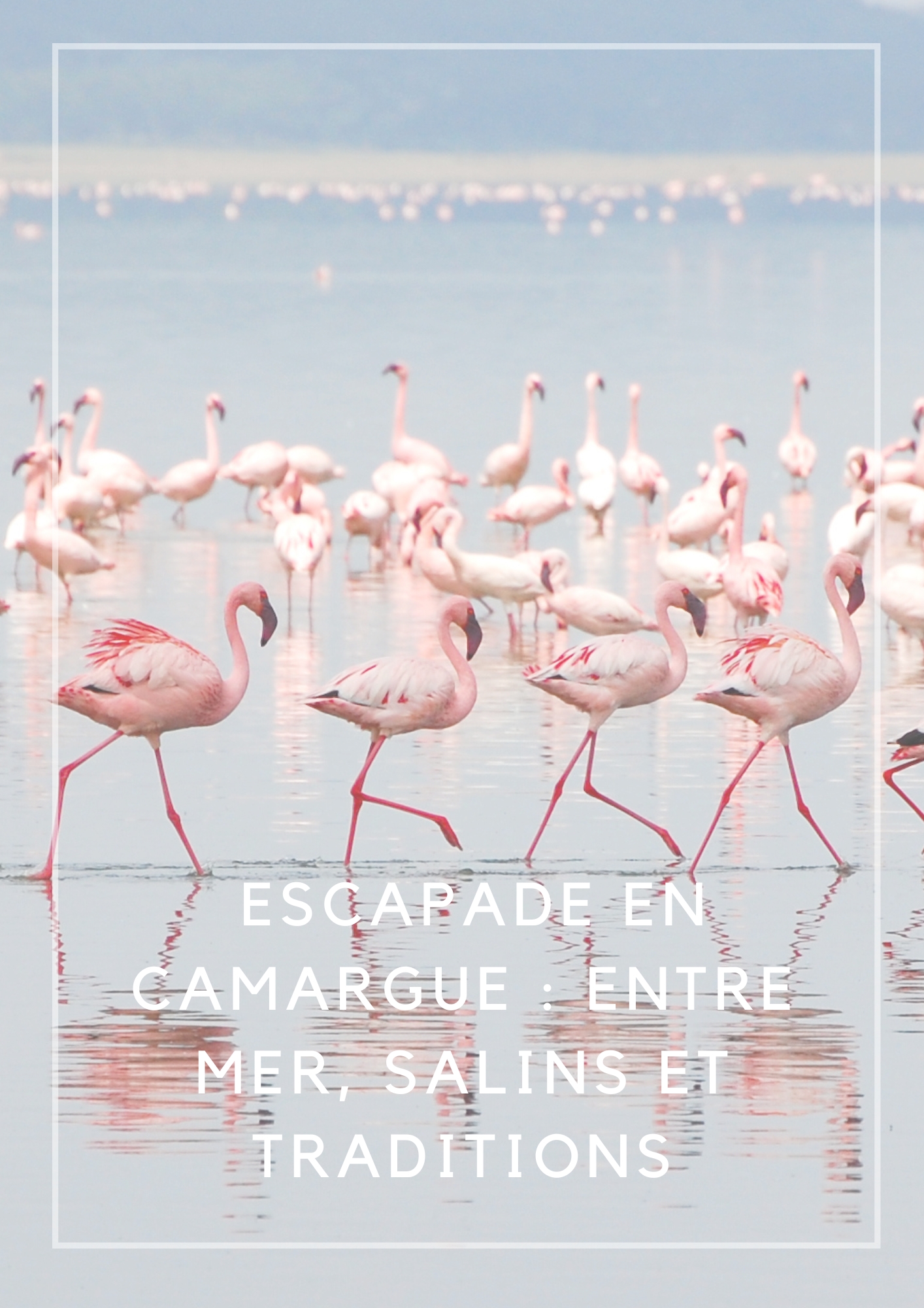 ACTIVITE- ARLES ET ALENTOURS